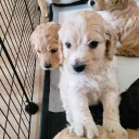 Cockapoo