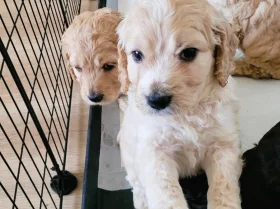 Cockapoo