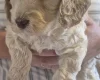 Cockapoo