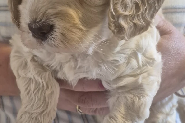 Cockapoo