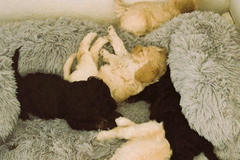 Cockapoo
