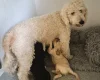 Cockapoo