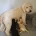 Cockapoo
