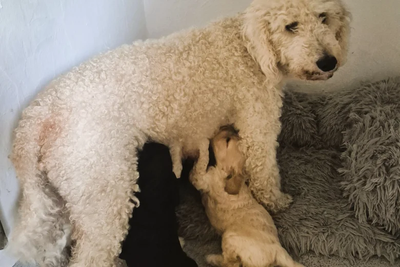 Cockapoo