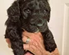 Cockapoo