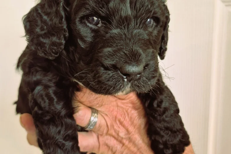 Cockapoo