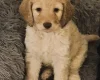Cockapoo