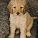 Cockapoo