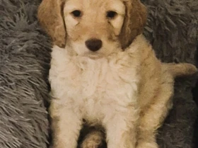 Cockapoo
