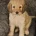 Cockapoo