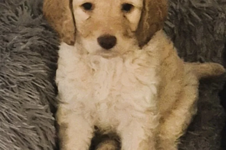 Cockapoo