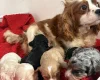 Cavapoo