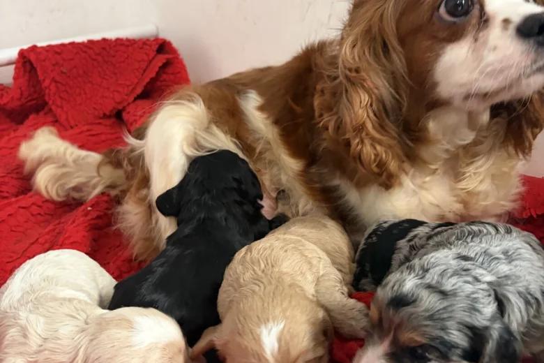 Cavapoo