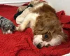 Cavapoo