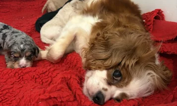 Cavapoo