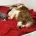 Cavapoo