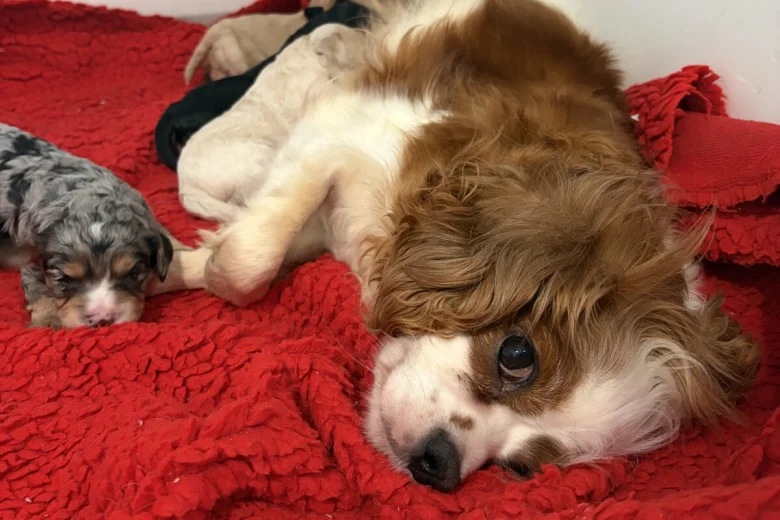 Cavapoo