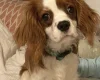 Cavapoo