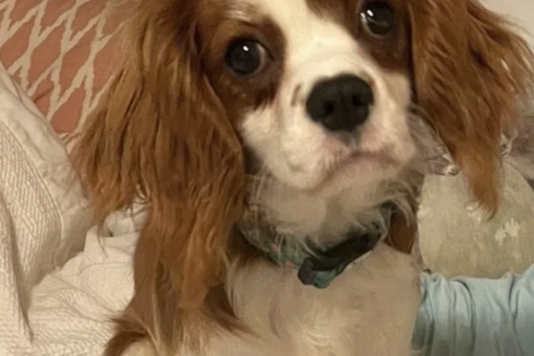 Cavapoo