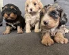 Cavapoo