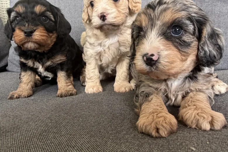 Cavapoo