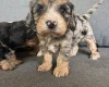 Cavapoo