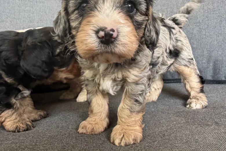 Cavapoo
