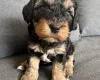 Cavapoo