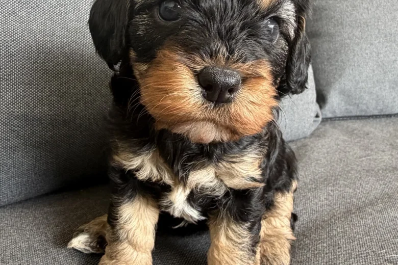 Cavapoo