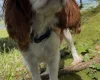 Cavapoo