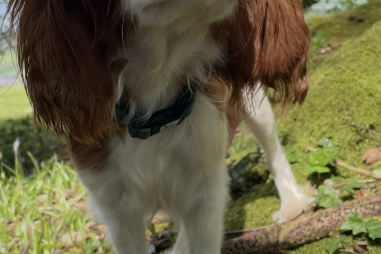 Cavapoo