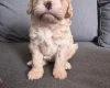 Cavapoo