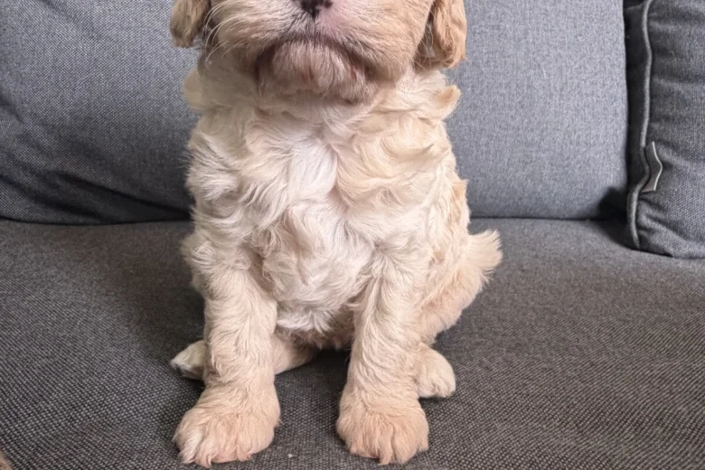Cavapoo