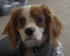 Cavapoo