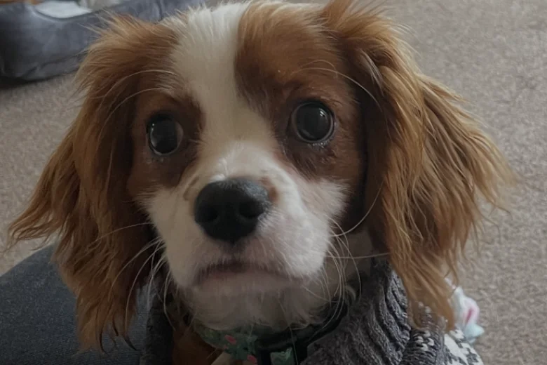 Cavapoo