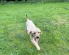 Cockapoo