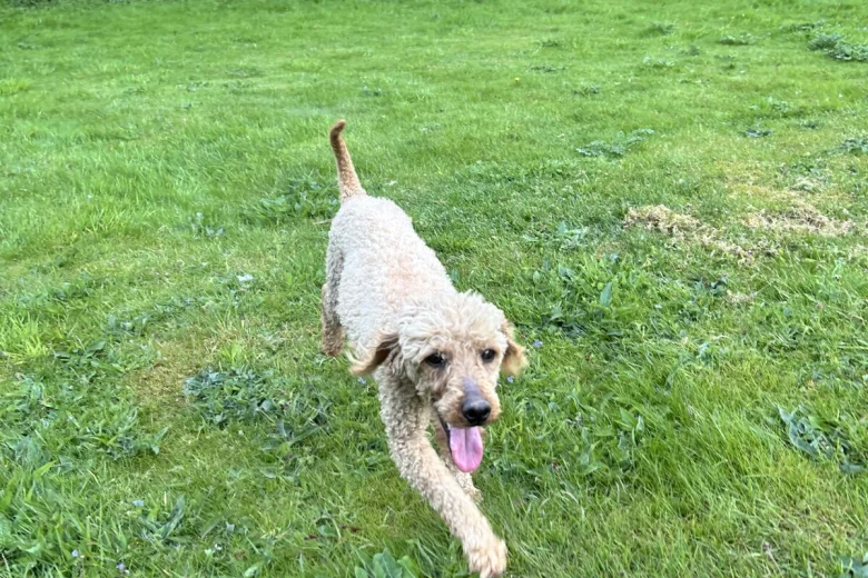 Cockapoo