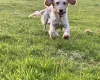 Cockapoo