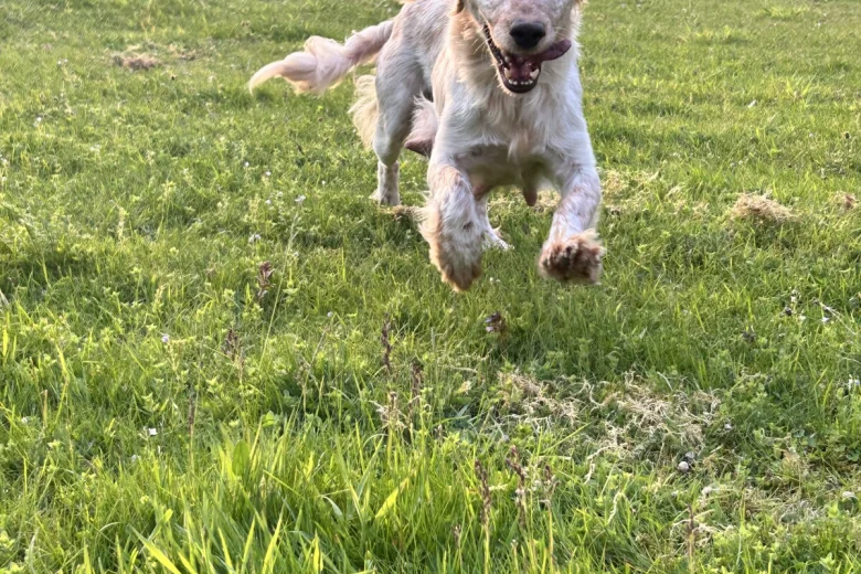 Cockapoo