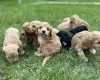 Cockapoo
