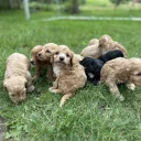 Cockapoo