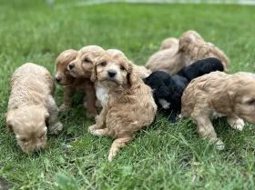 Cockapoo