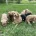 Cockapoo