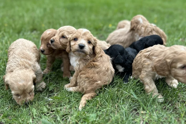 Cockapoo