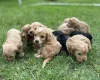 Cockapoo