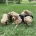 Cockapoo