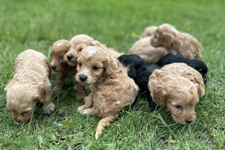 Cockapoo