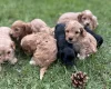 Cockapoo