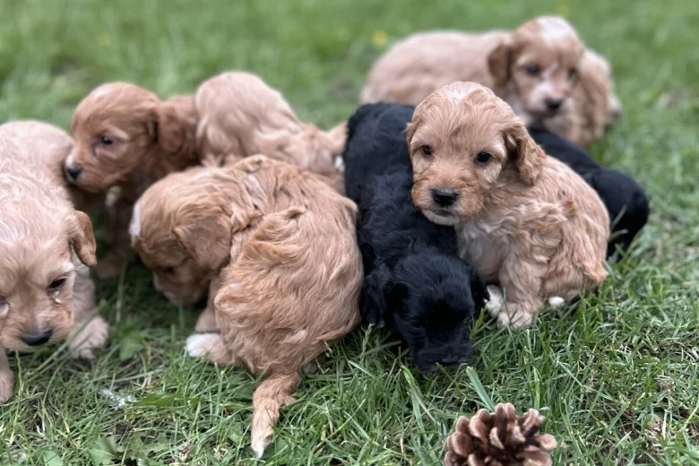 Cockapoo