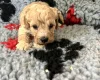 Cockapoo